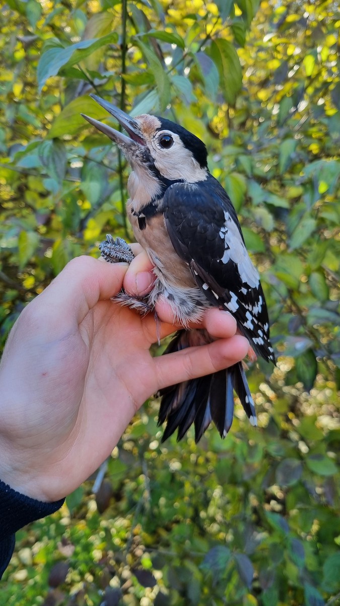 Syrian Woodpecker - ML645450518