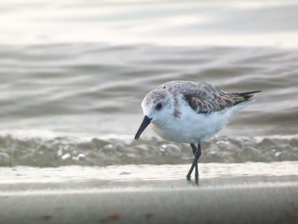 Песчанка - ML645450521