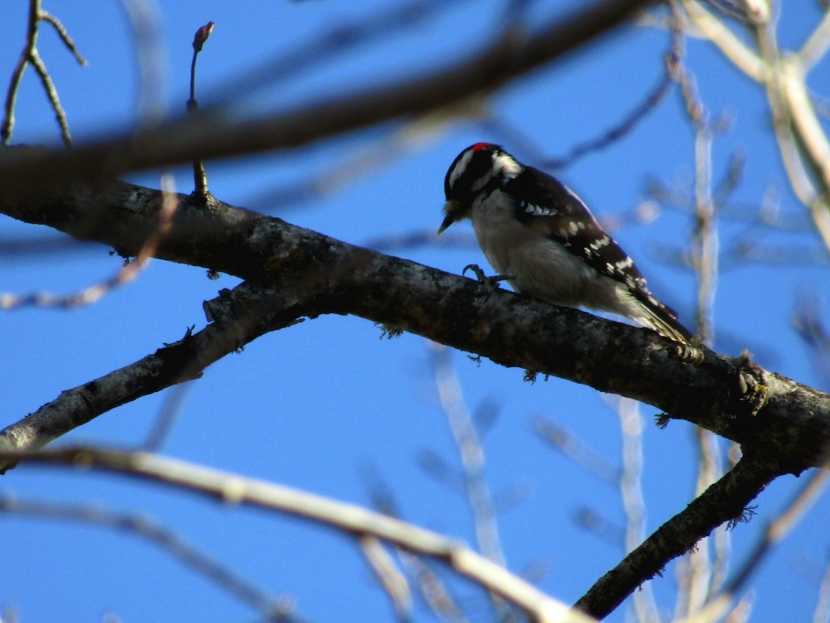 Downy Woodpecker - ML645450524