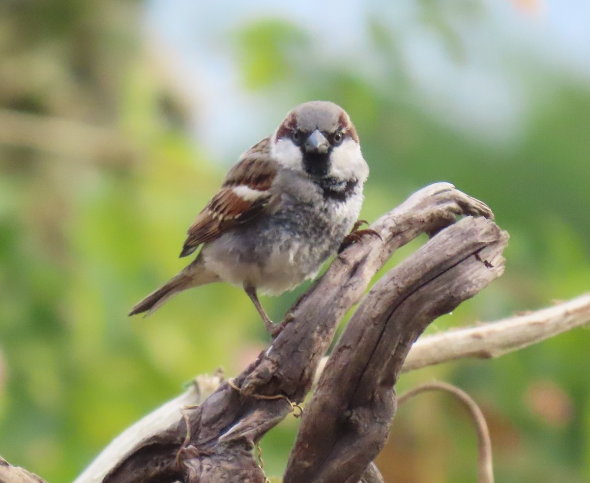 House Sparrow - ML645450528