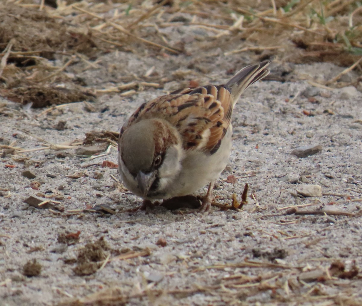 House Sparrow - ML645450529