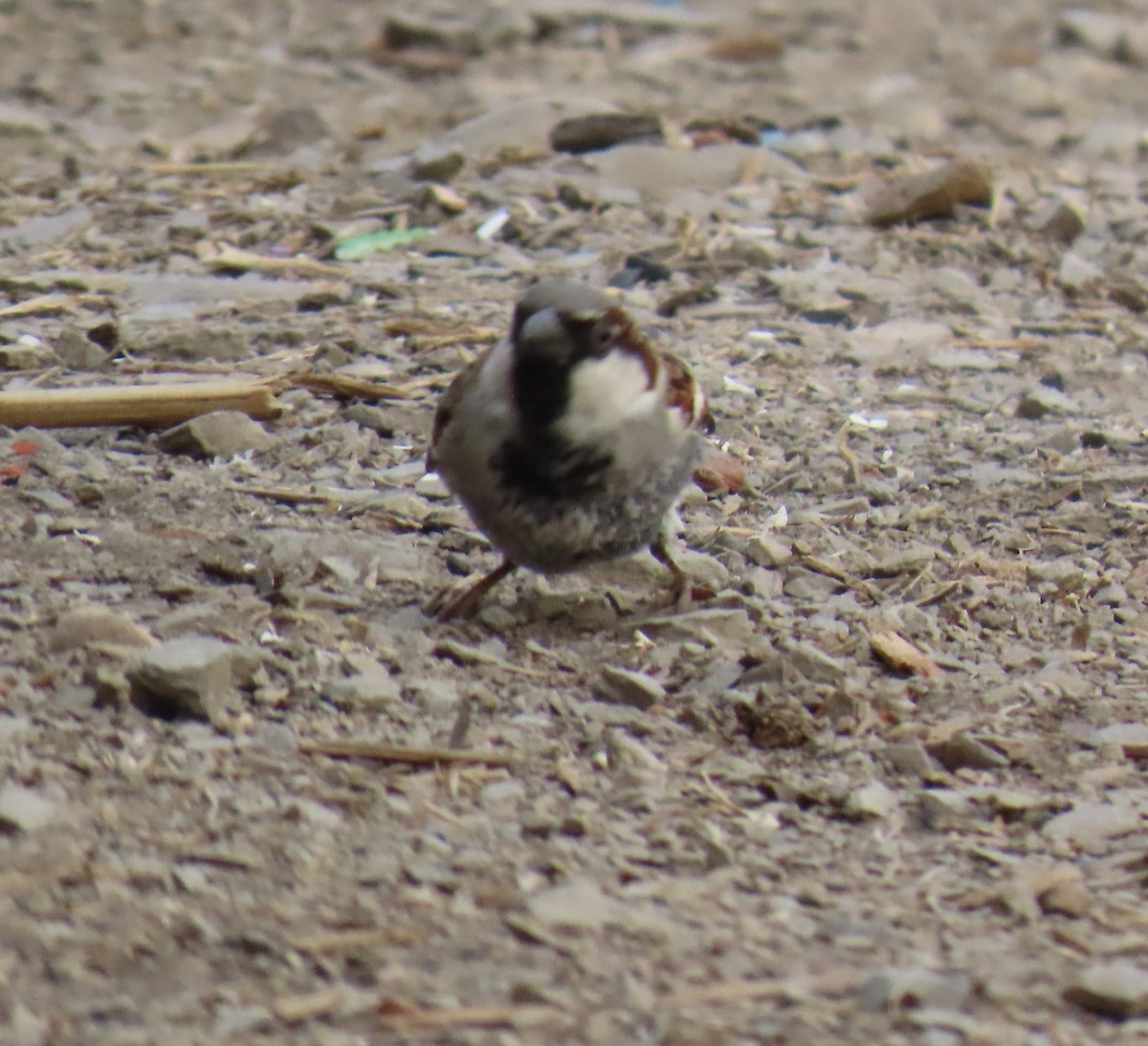 House Sparrow - ML645450530