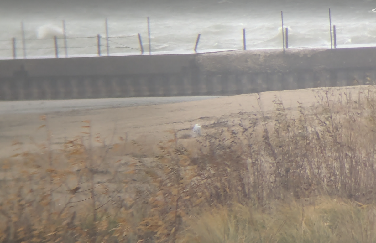 Snowy Owl - ML645450531