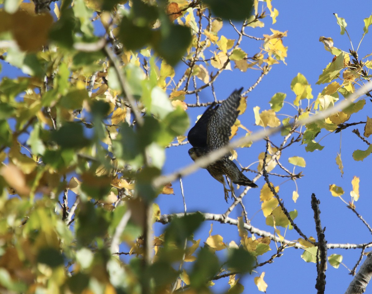 Merlin (Taiga) - ML645450532