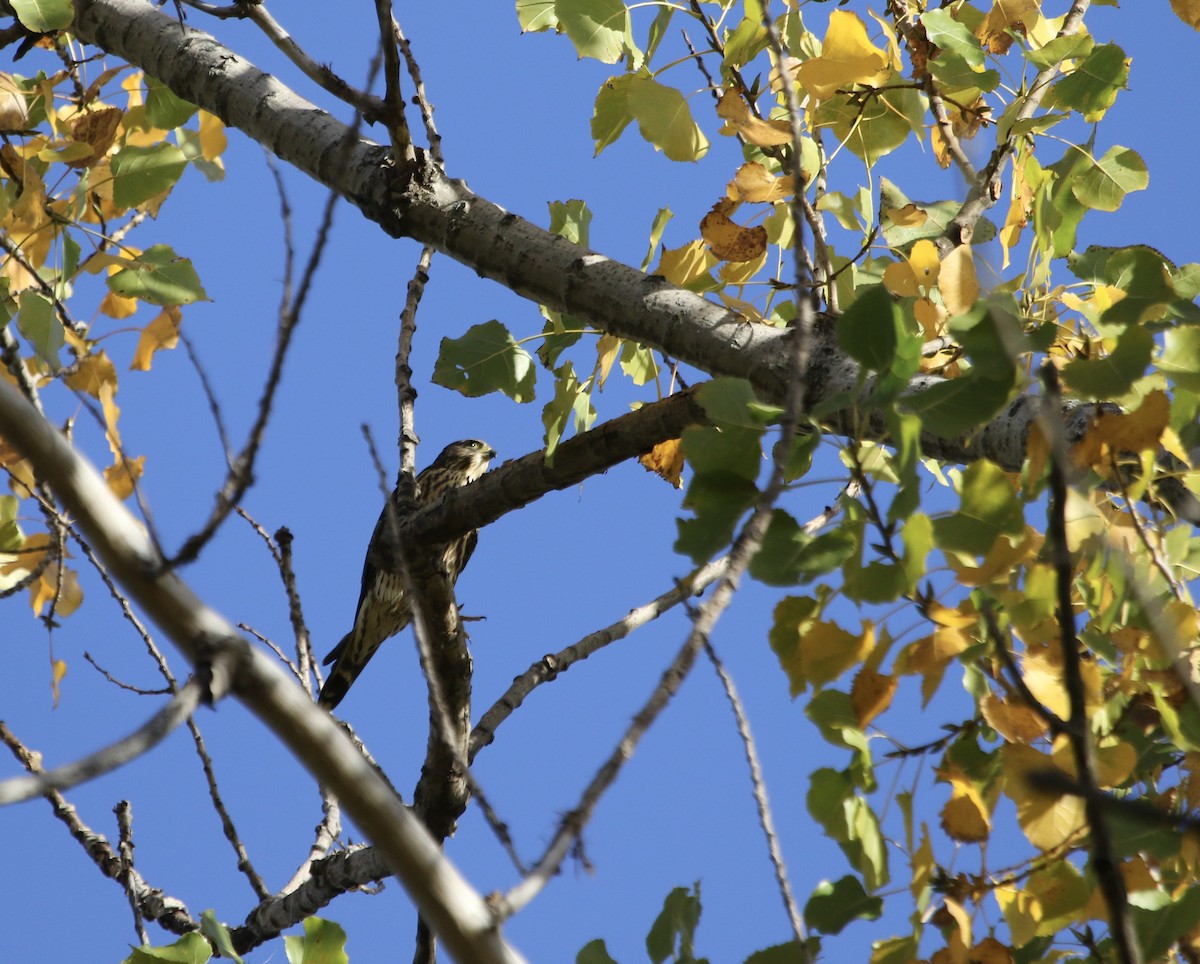 Merlin (Taiga) - ML645450536