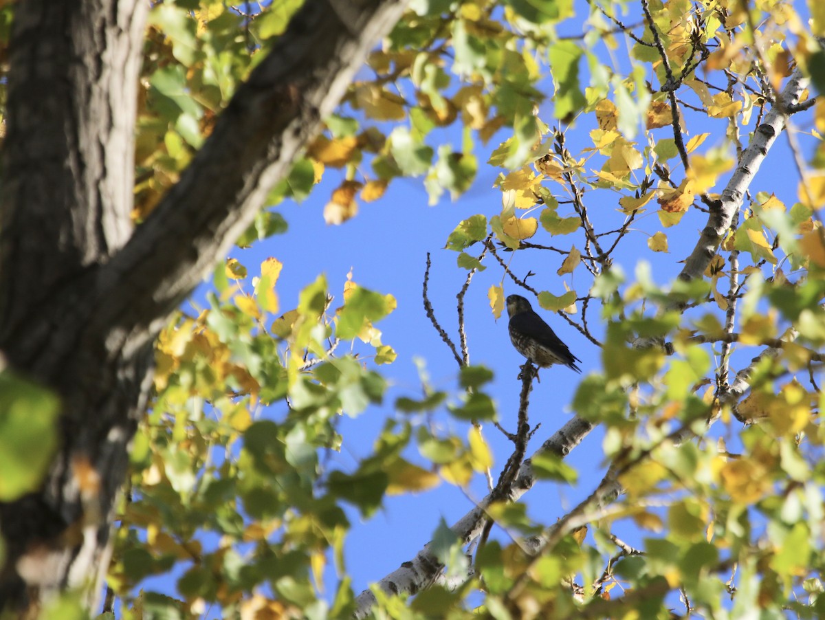 Merlin (Taiga) - ML645450537