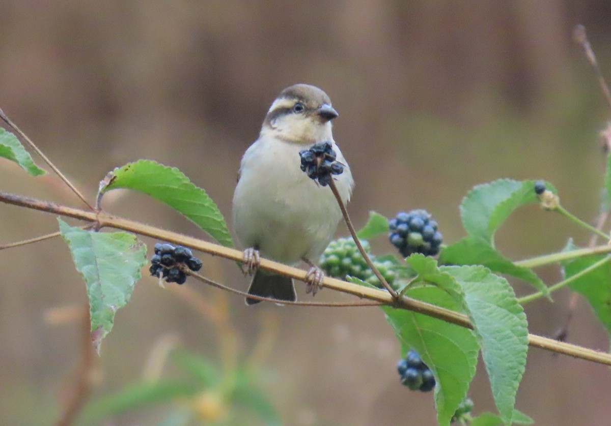 Горобець рудий - ML645450539