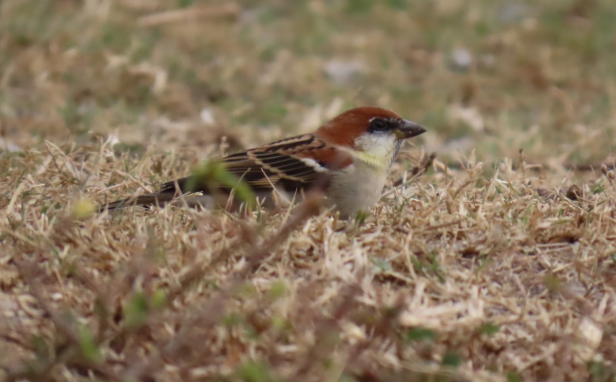 Горобець рудий - ML645450540