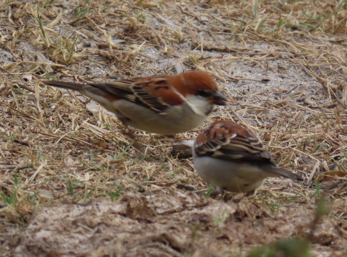 Горобець рудий - ML645450541