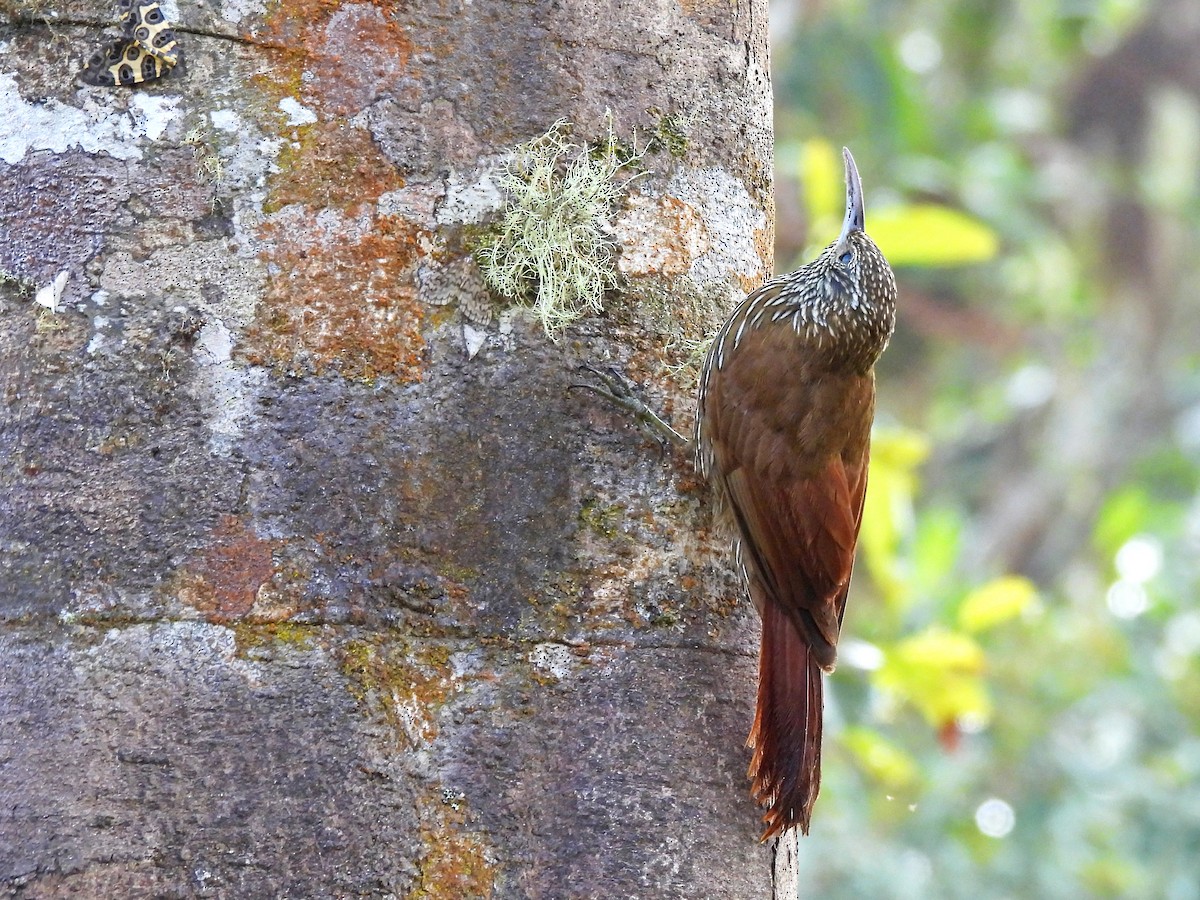 Dağ Tırmaşık - ML645450544