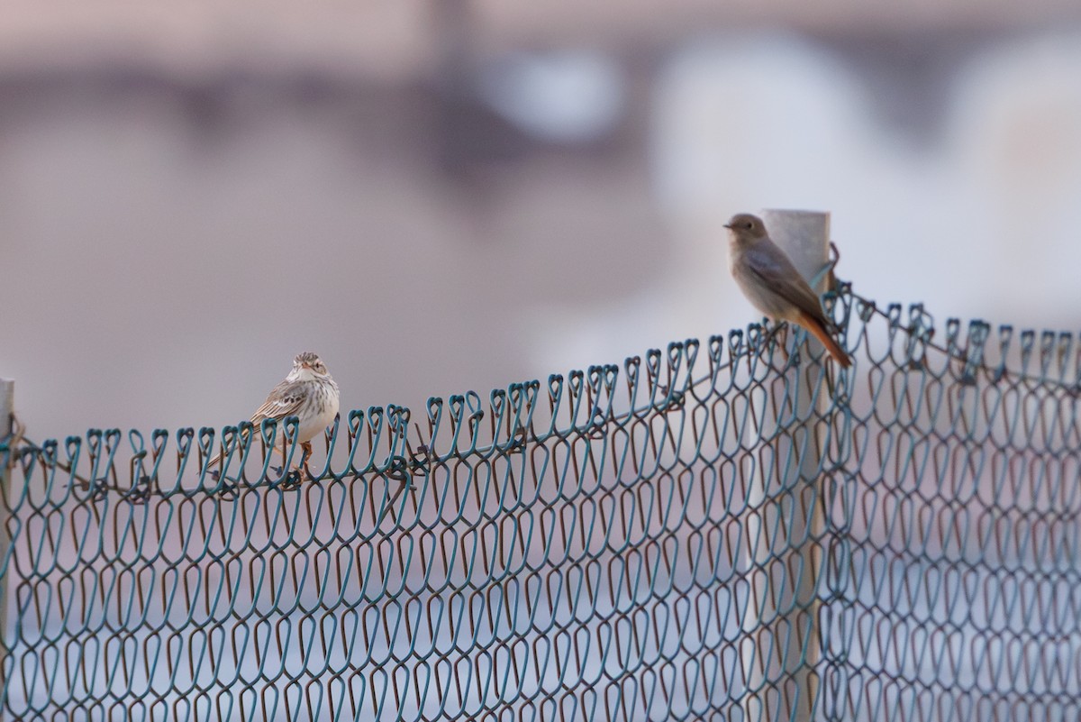 Berthelot's Pipit - ML645450549