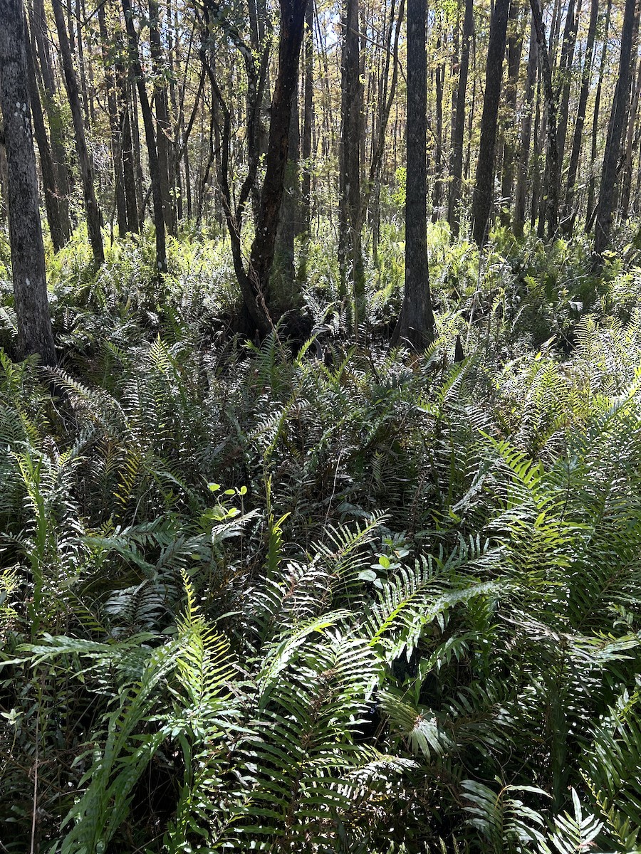 Great Blue Heron - ML645450552