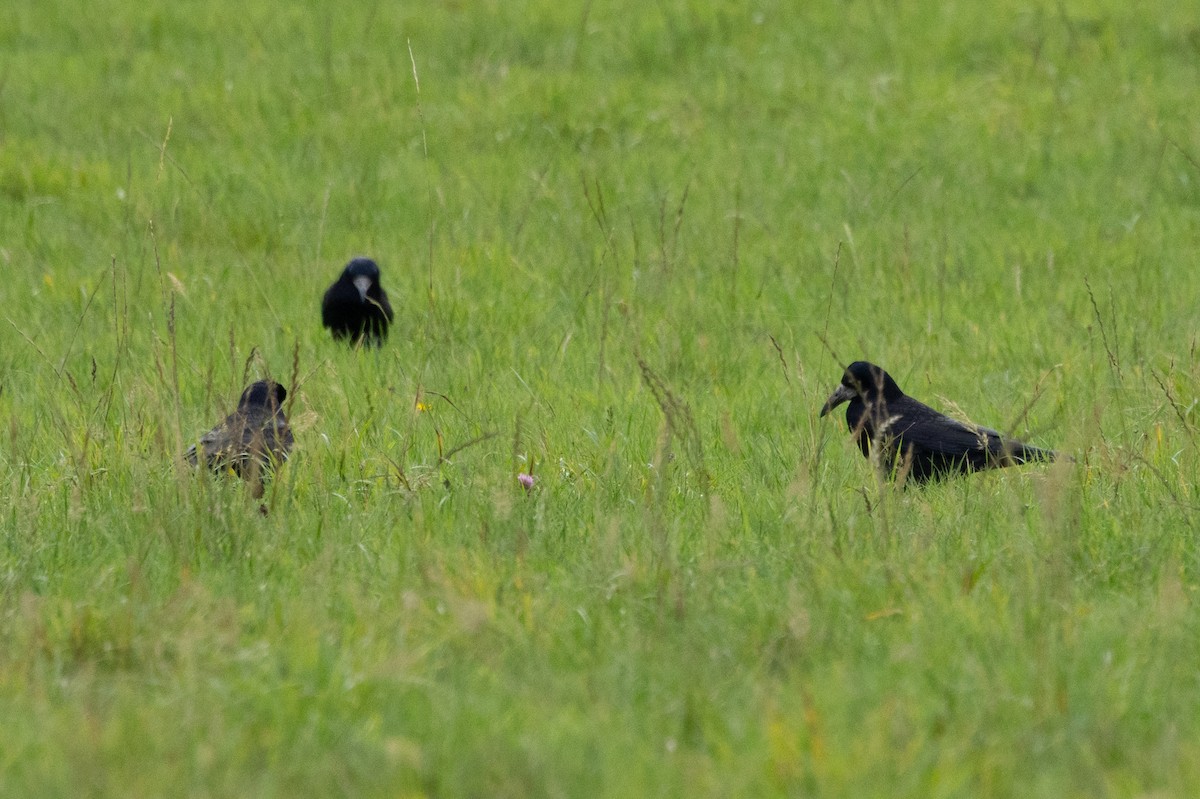 Ekin Kargası - ML645450558