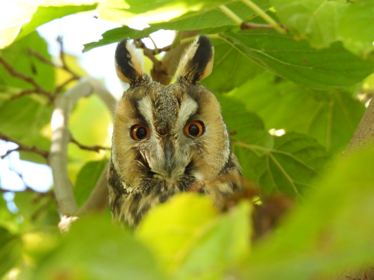 Long-eared Owl - ML645450564