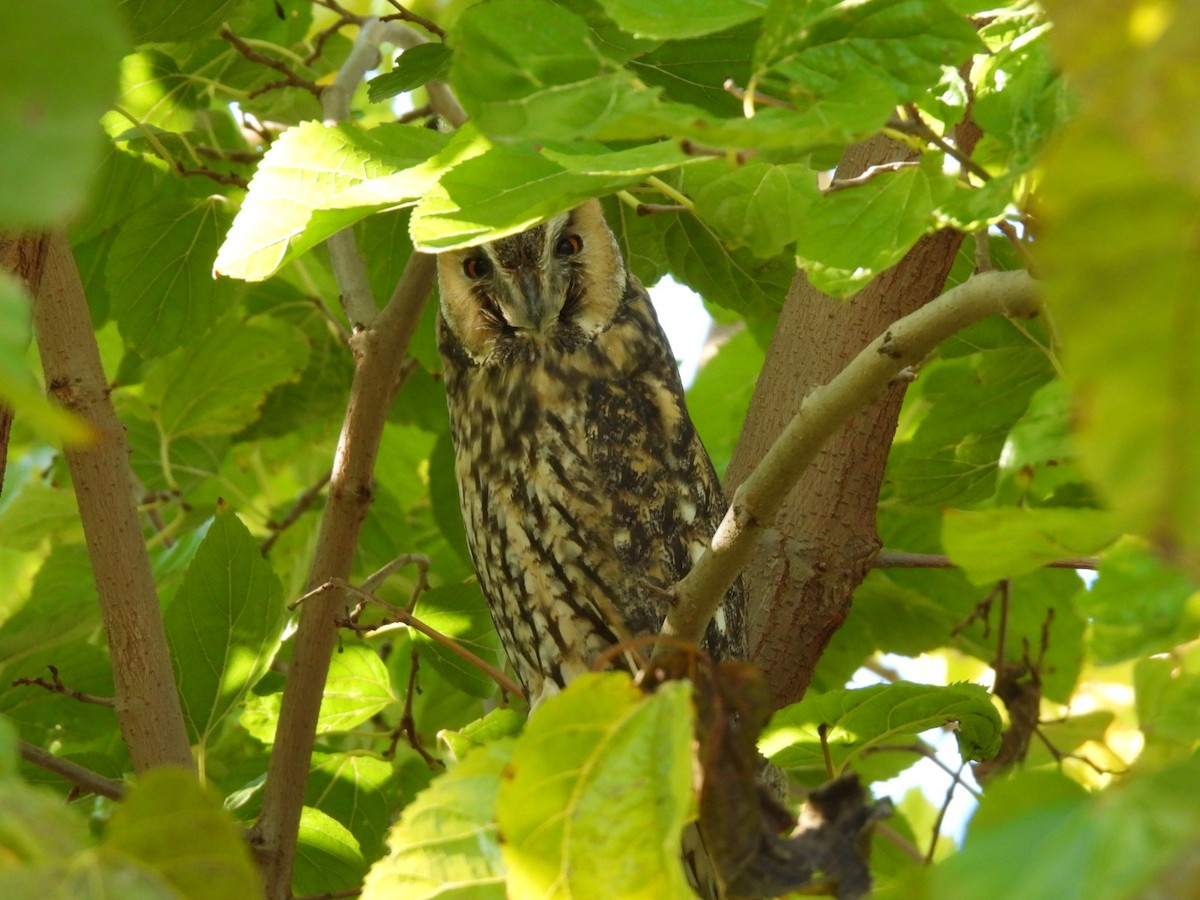Long-eared Owl - ML645450567