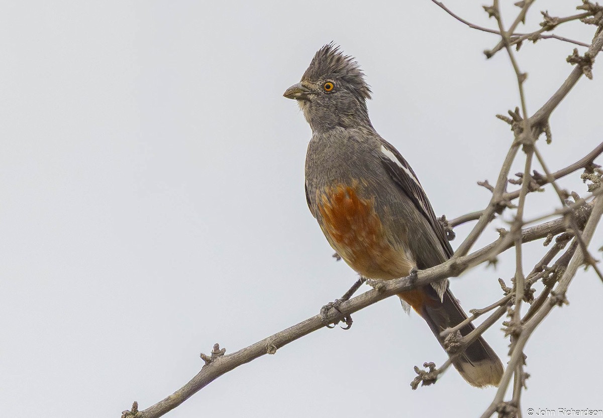 Peruvian Plantcutter - ML645450568