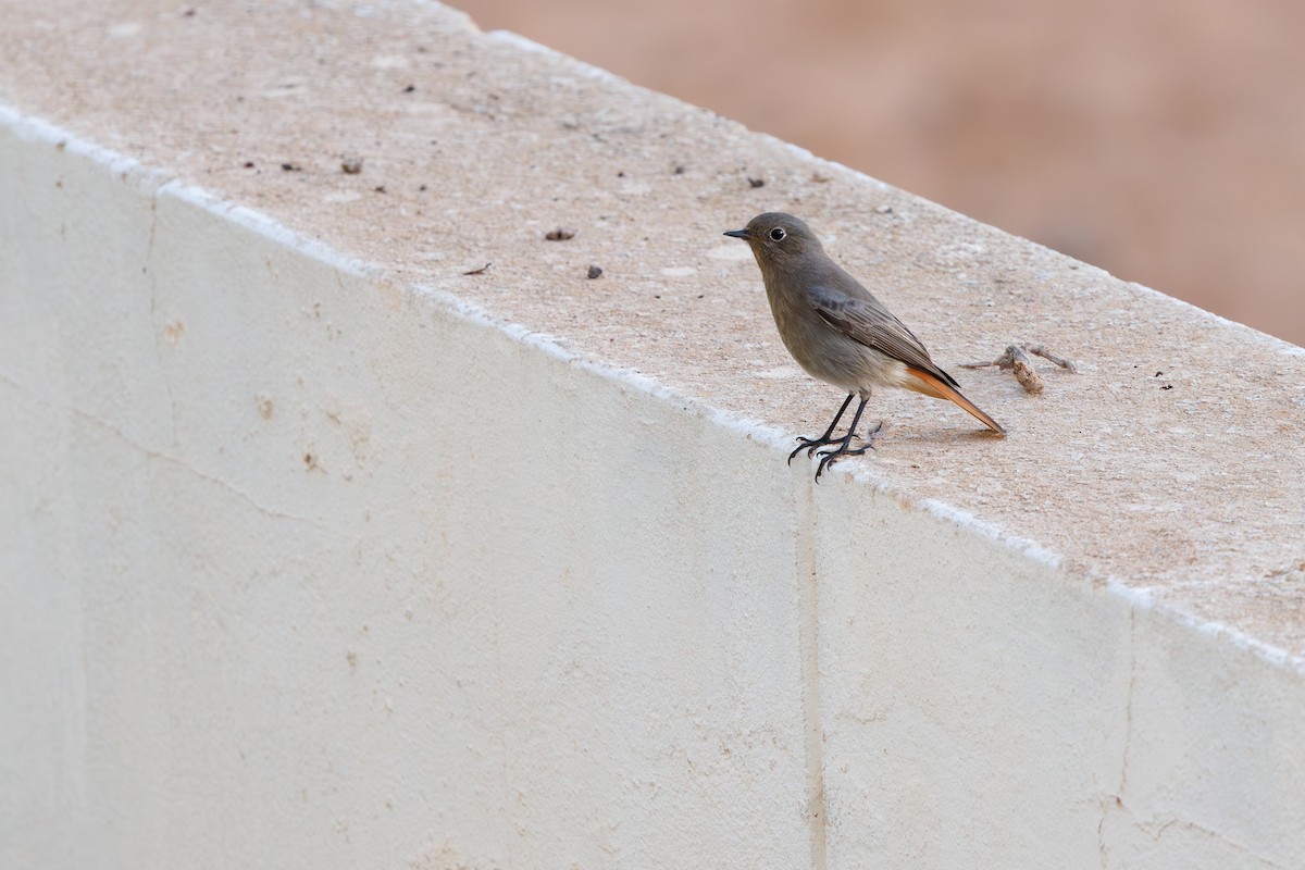 Black Redstart - ML645450569