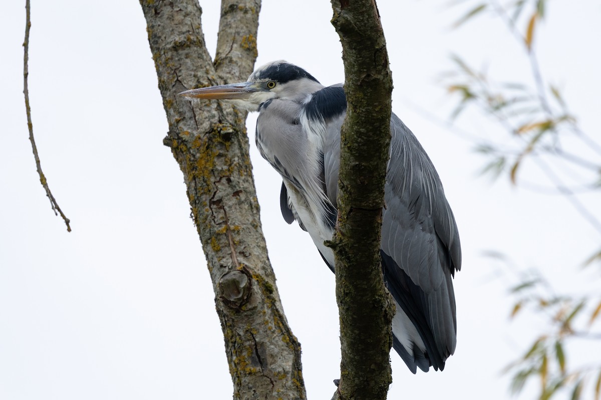 Gray Heron - ML645450570