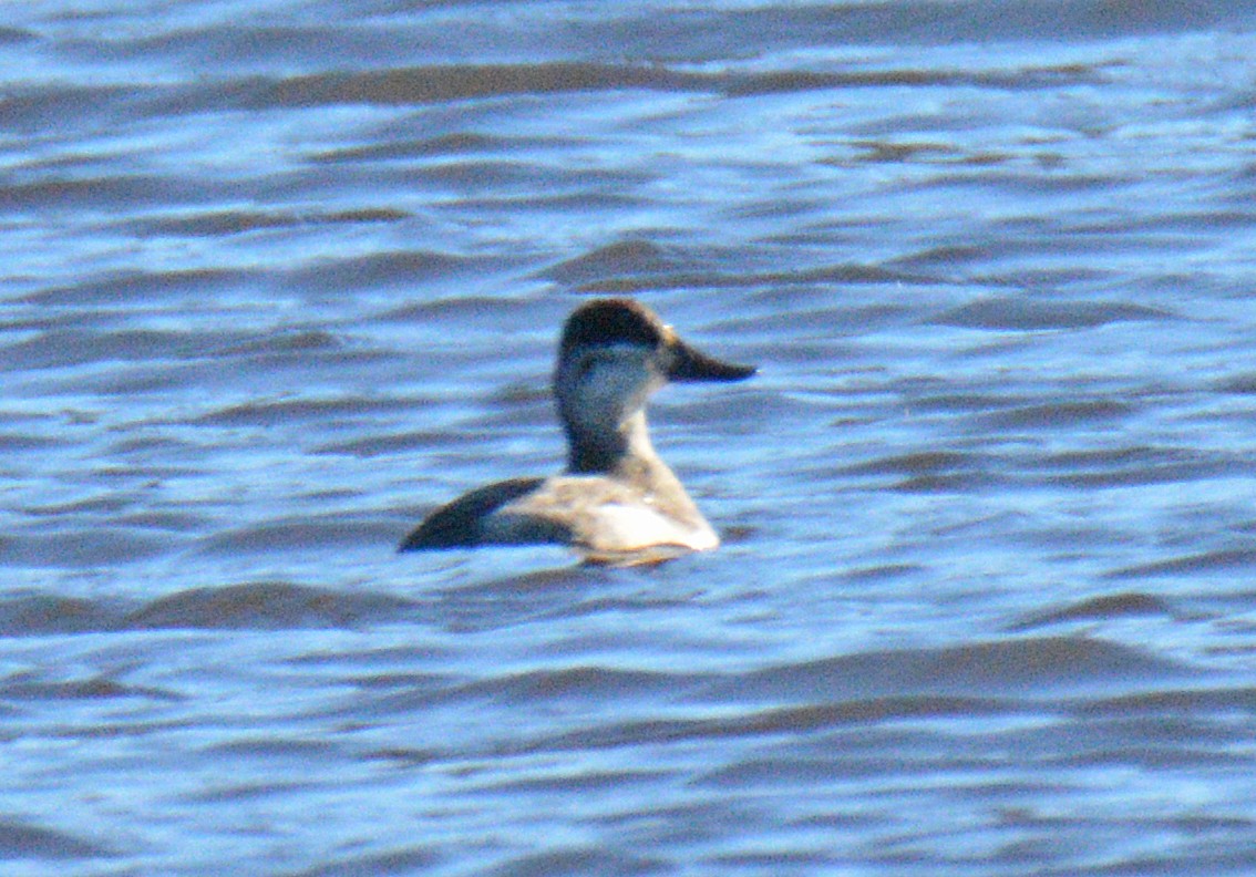 Ruddy Duck - ML645450572