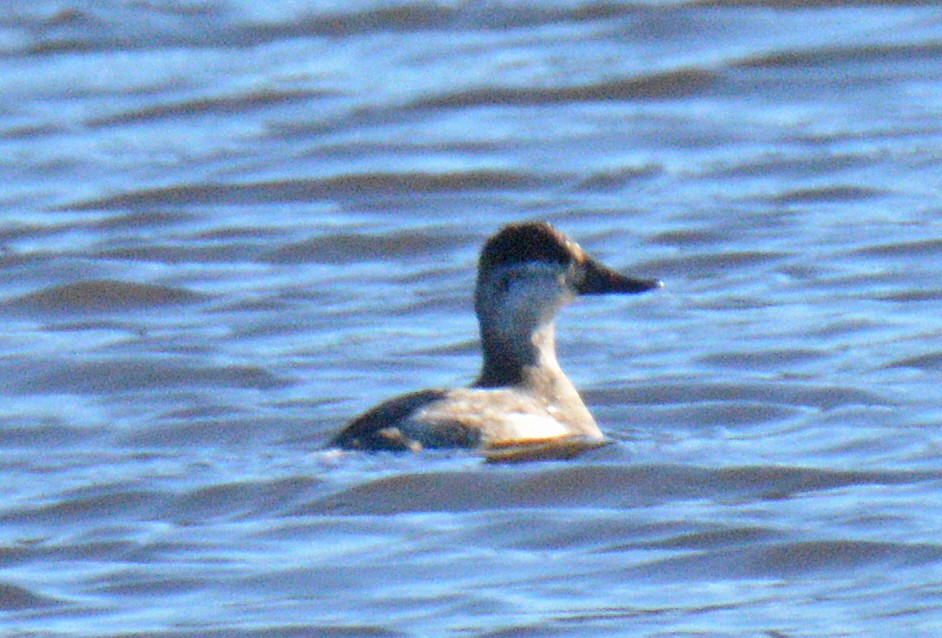Ruddy Duck - ML645450573
