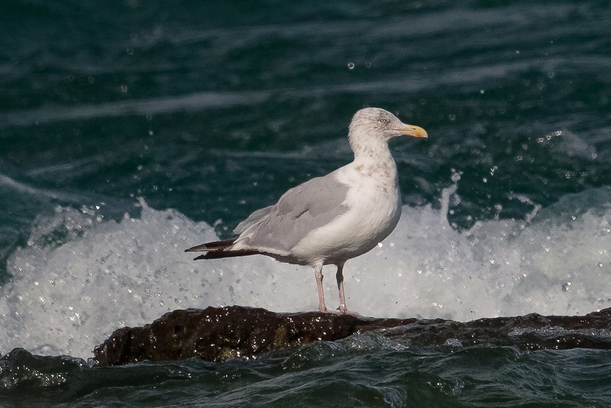 American Herring Gull - ML645450574