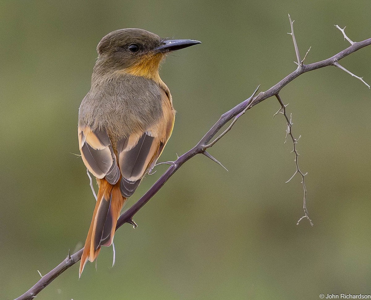 Rufous Flycatcher - ML645450576