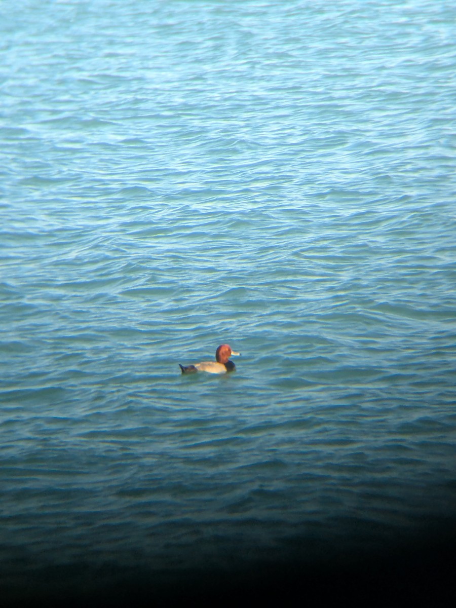 Redhead - ML645450580