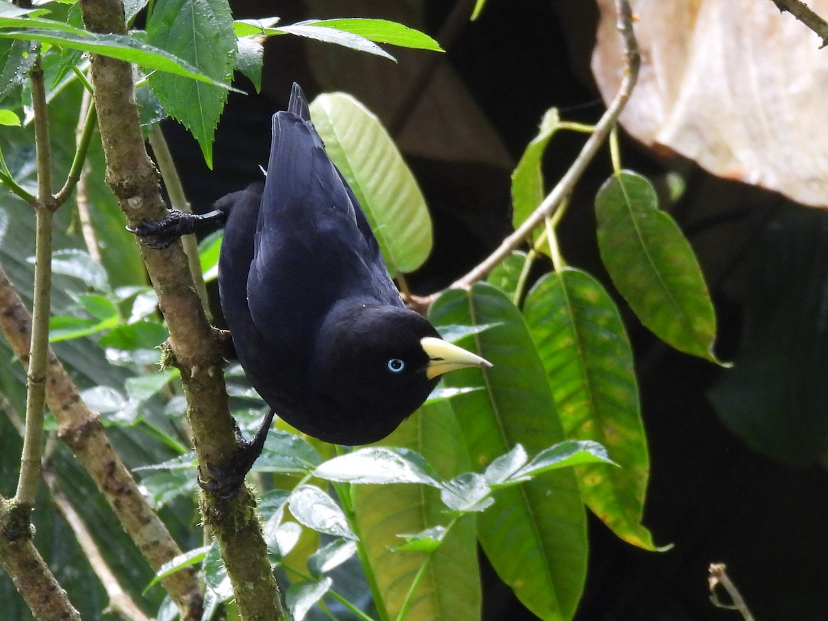 Scarlet-rumped Cacique - ML645450582