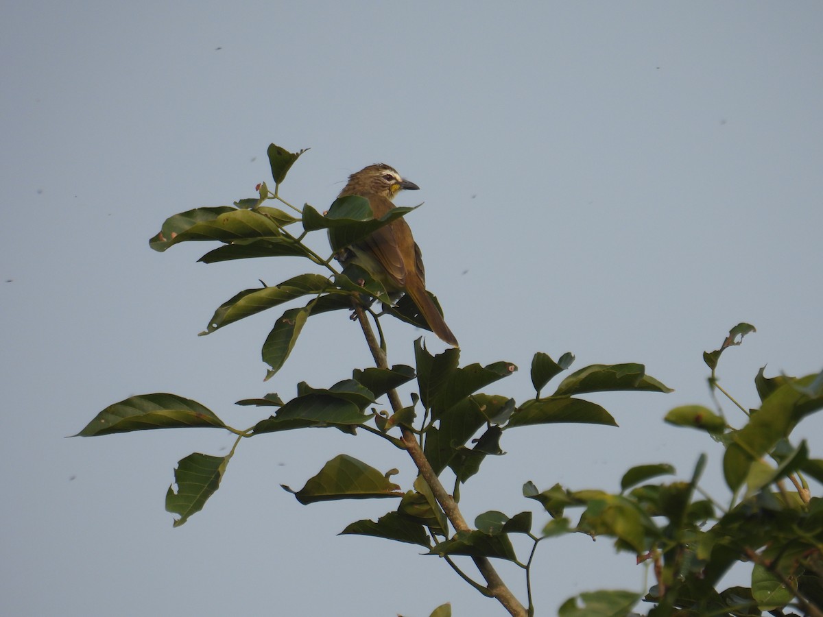 White-browed Bulbul - ML645450583