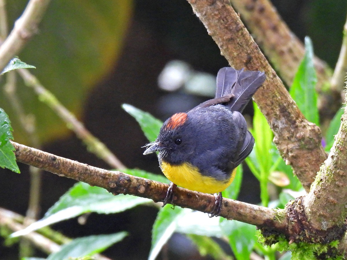 Slate-throated Redstart - ML645450584