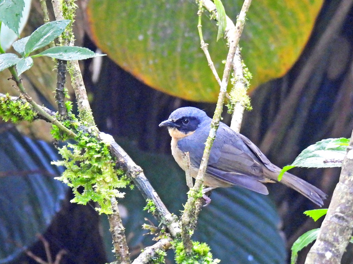Black-eared Hemispingus - ML645450591