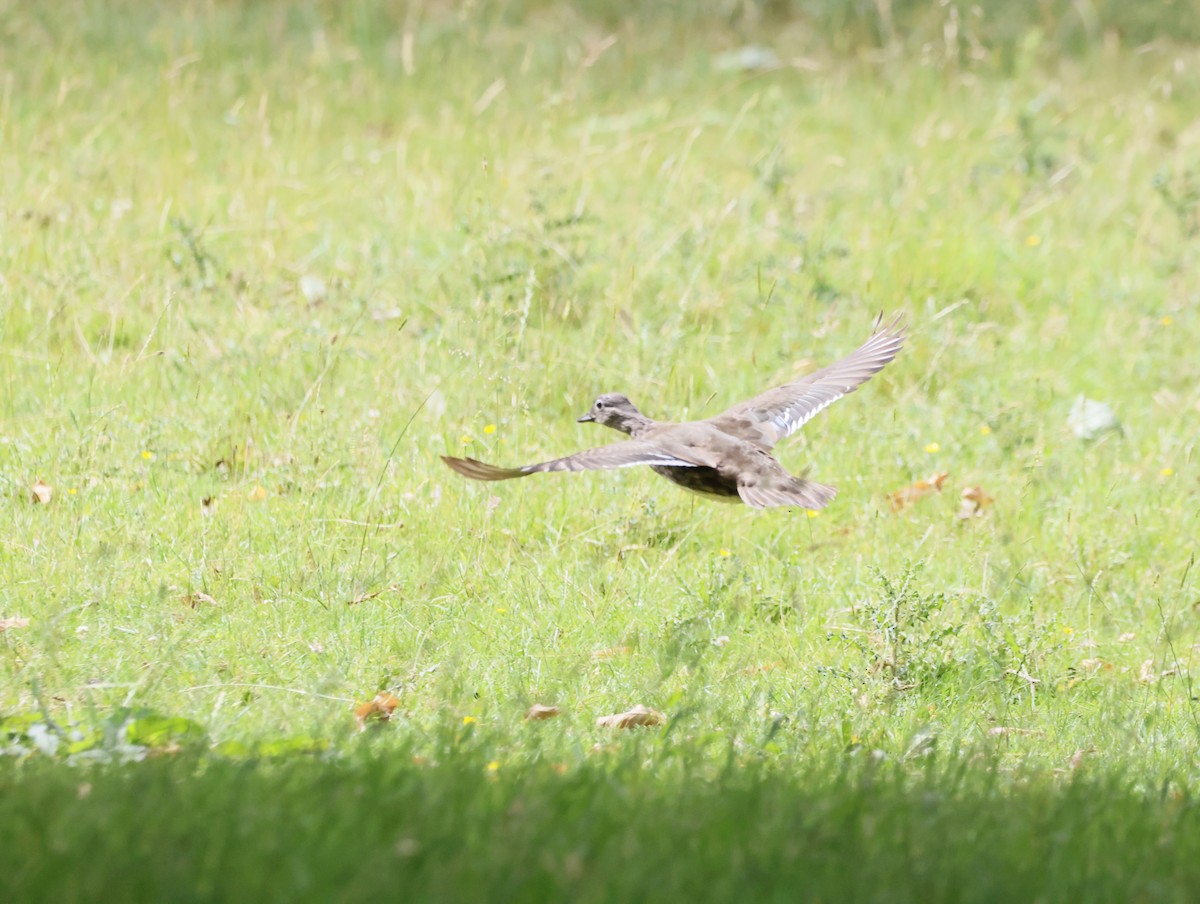Mandarin Duck - ML645450593