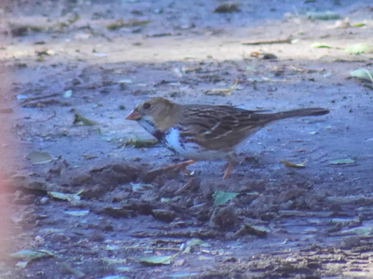 Harris's Sparrow - ML645450594