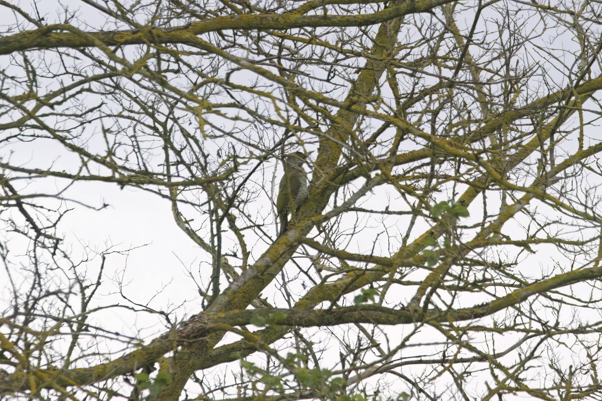 Eurasian Green Woodpecker - ML645450595