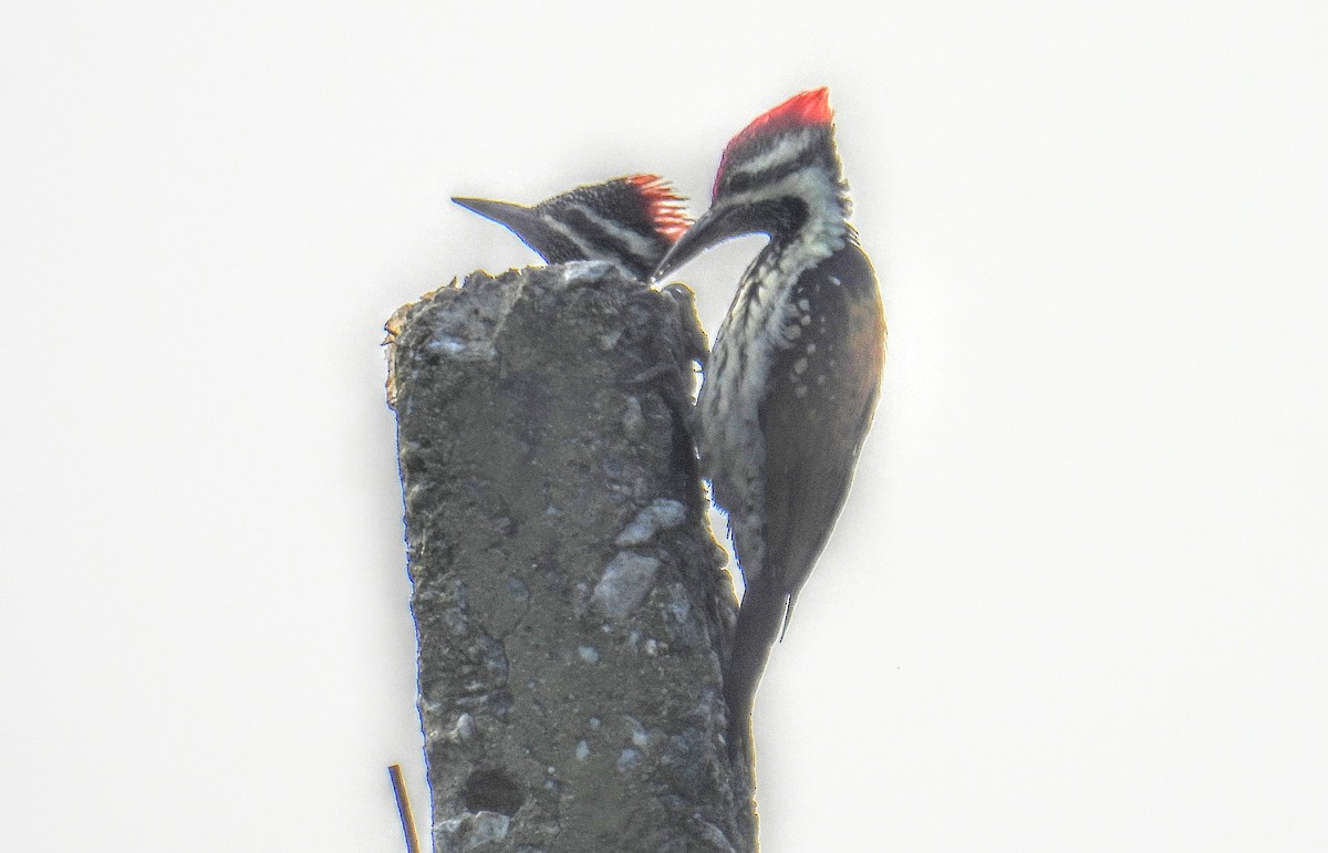 Black-rumped Flameback - ML645450610