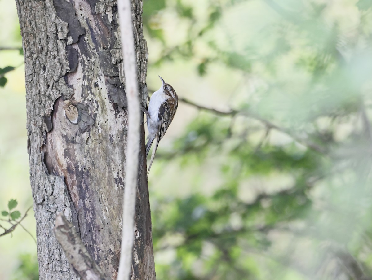 Eurasian Treecreeper - ML645450611
