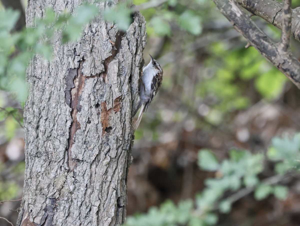 Eurasian Treecreeper - ML645450612