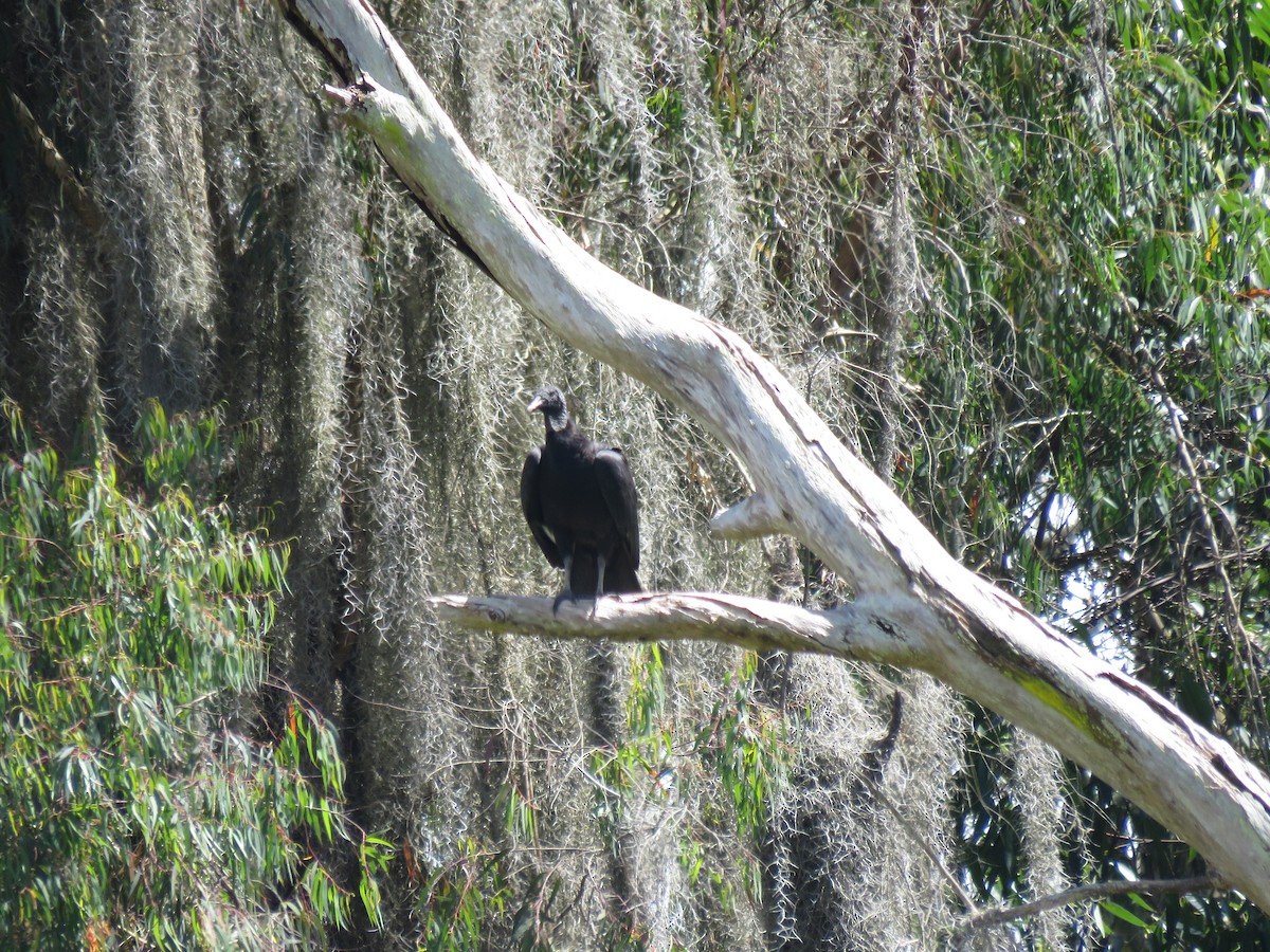 Black Vulture - ML645450613