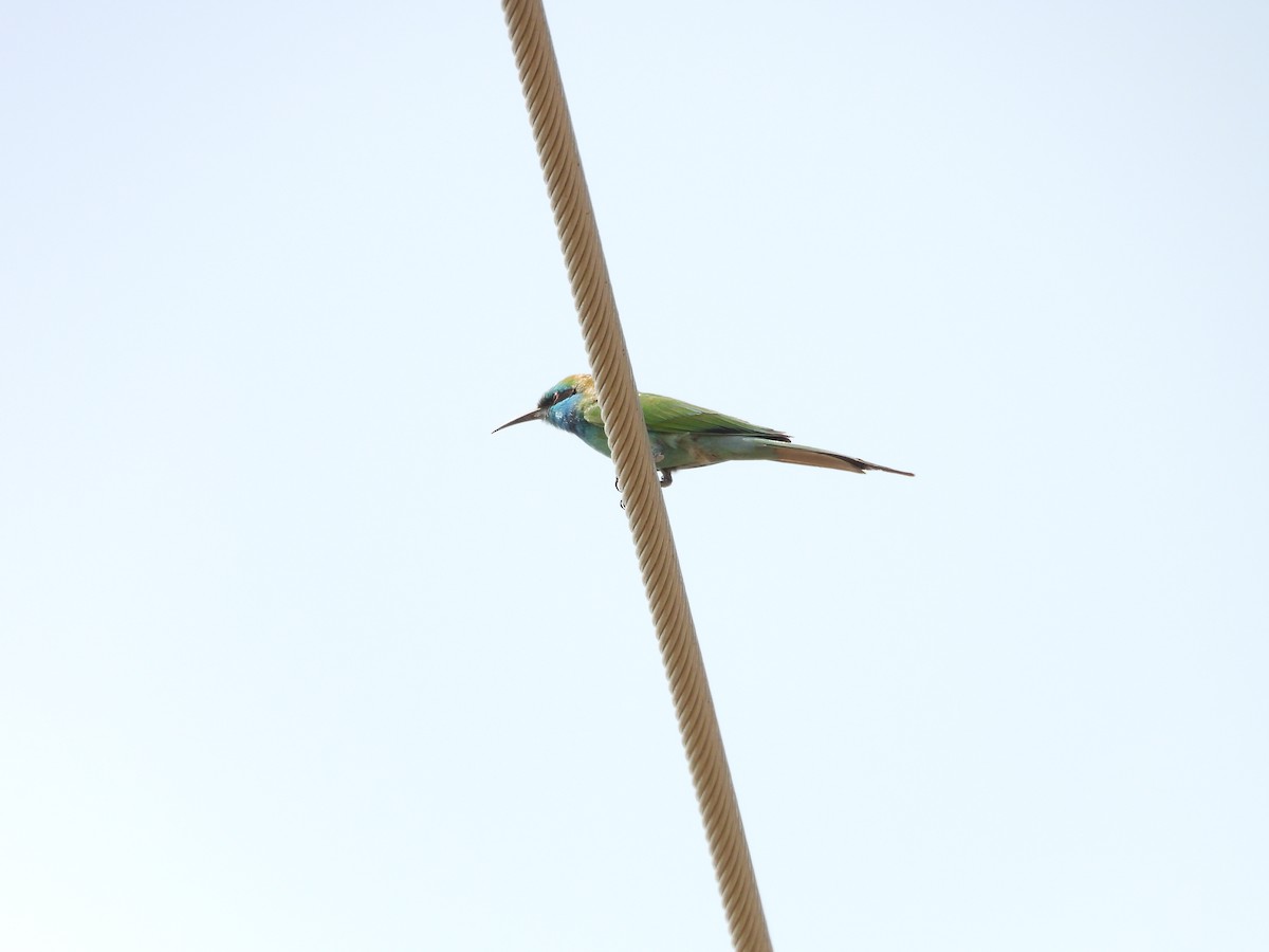 Arabian Green Bee-eater - ML645450614
