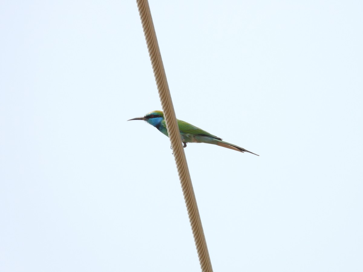 Arabian Green Bee-eater - ML645450615
