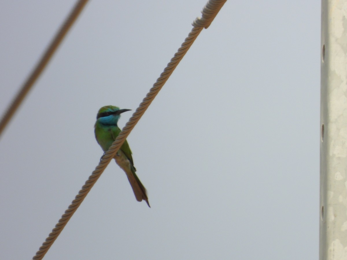 Arabian Green Bee-eater - ML645450616