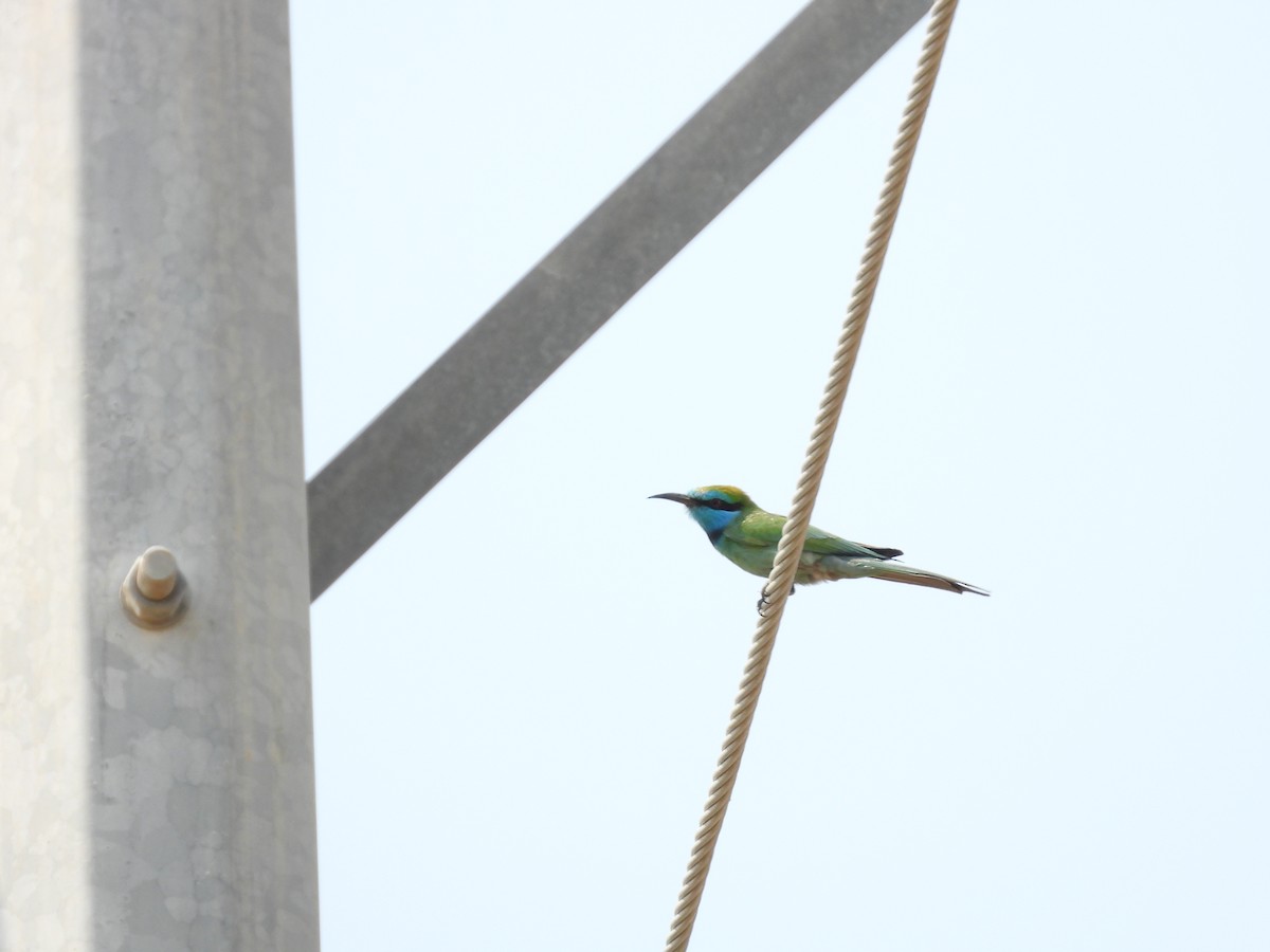 Arabian Green Bee-eater - ML645450617
