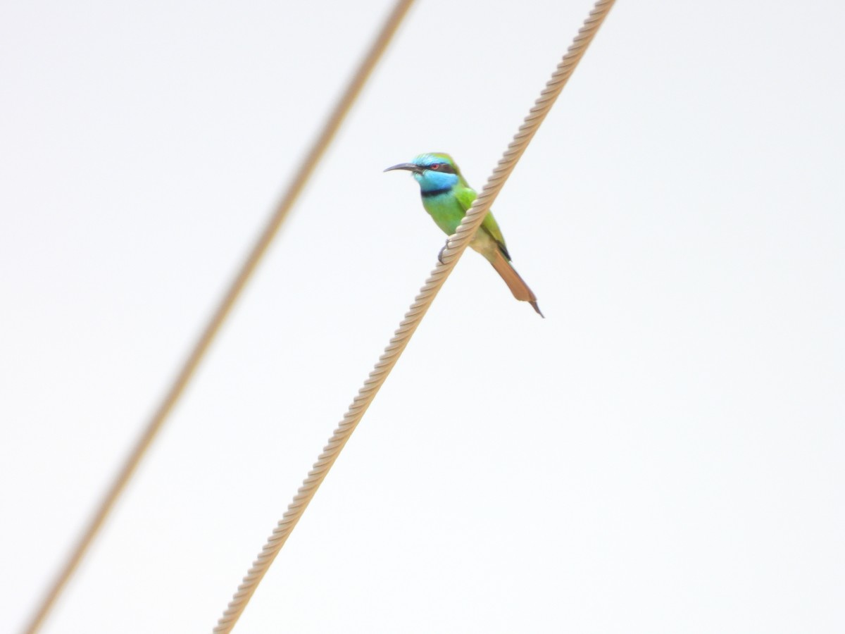 Arabian Green Bee-eater - ML645450618