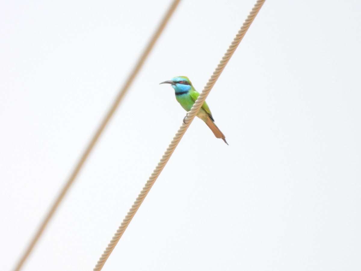 Arabian Green Bee-eater - ML645450619
