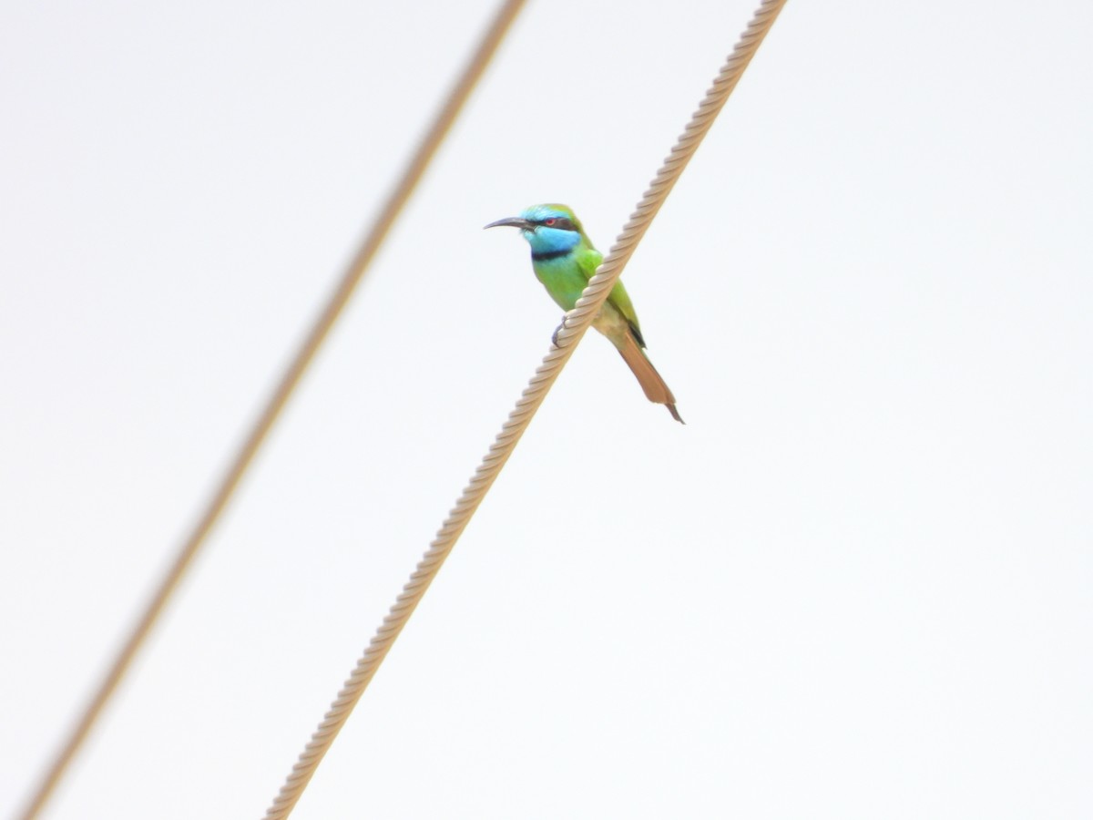 Arabian Green Bee-eater - ML645450620