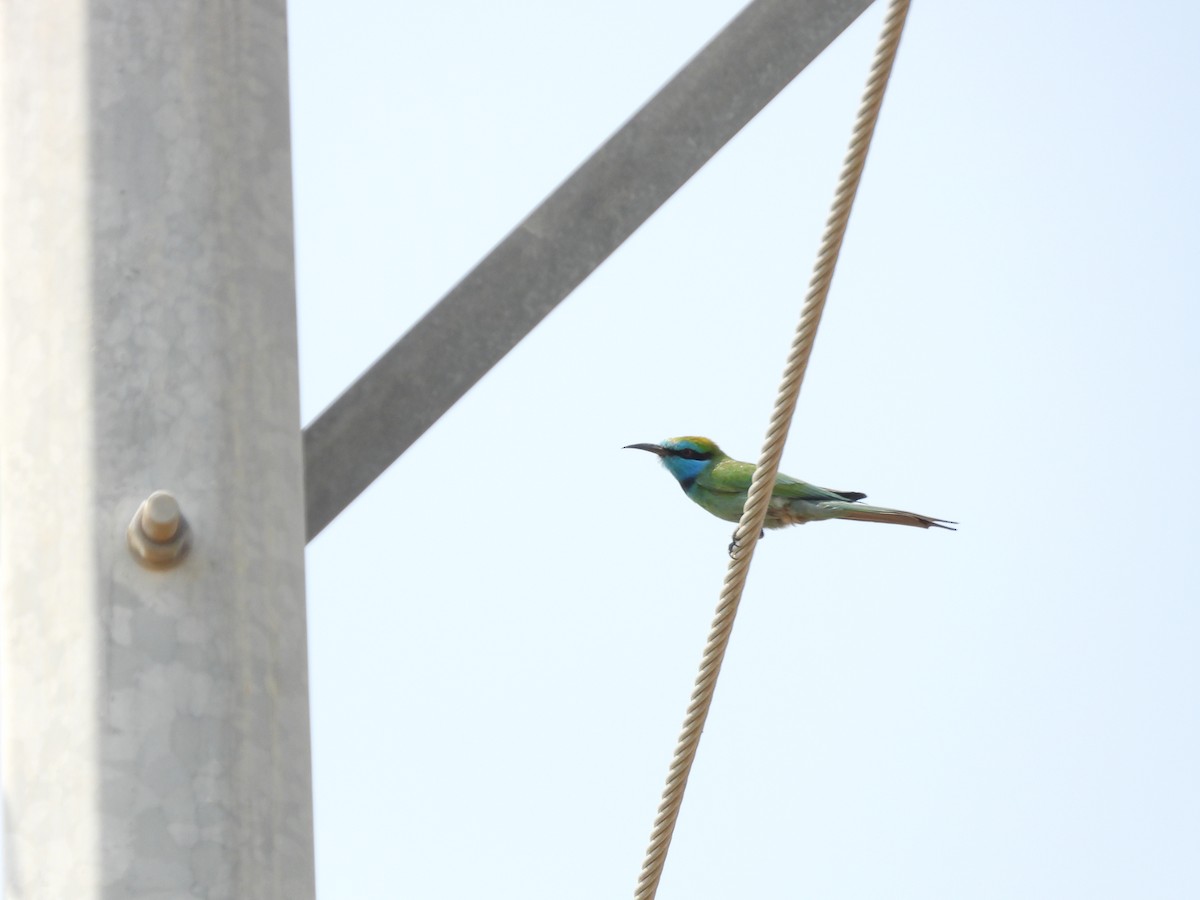 Arabian Green Bee-eater - ML645450621