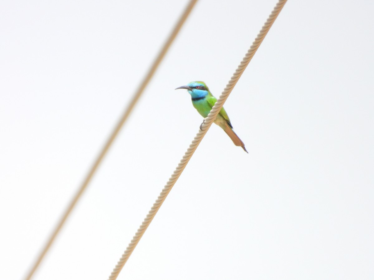 Arabian Green Bee-eater - ML645450622
