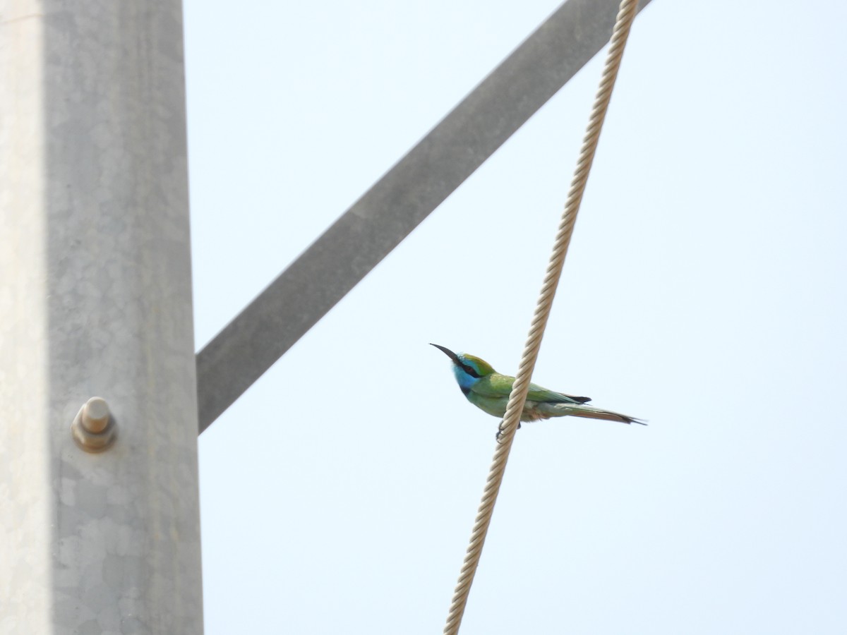 Arabian Green Bee-eater - ML645450623