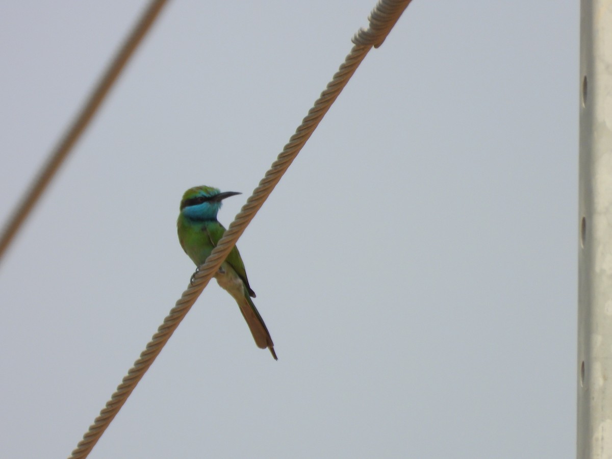 Arabian Green Bee-eater - ML645450624