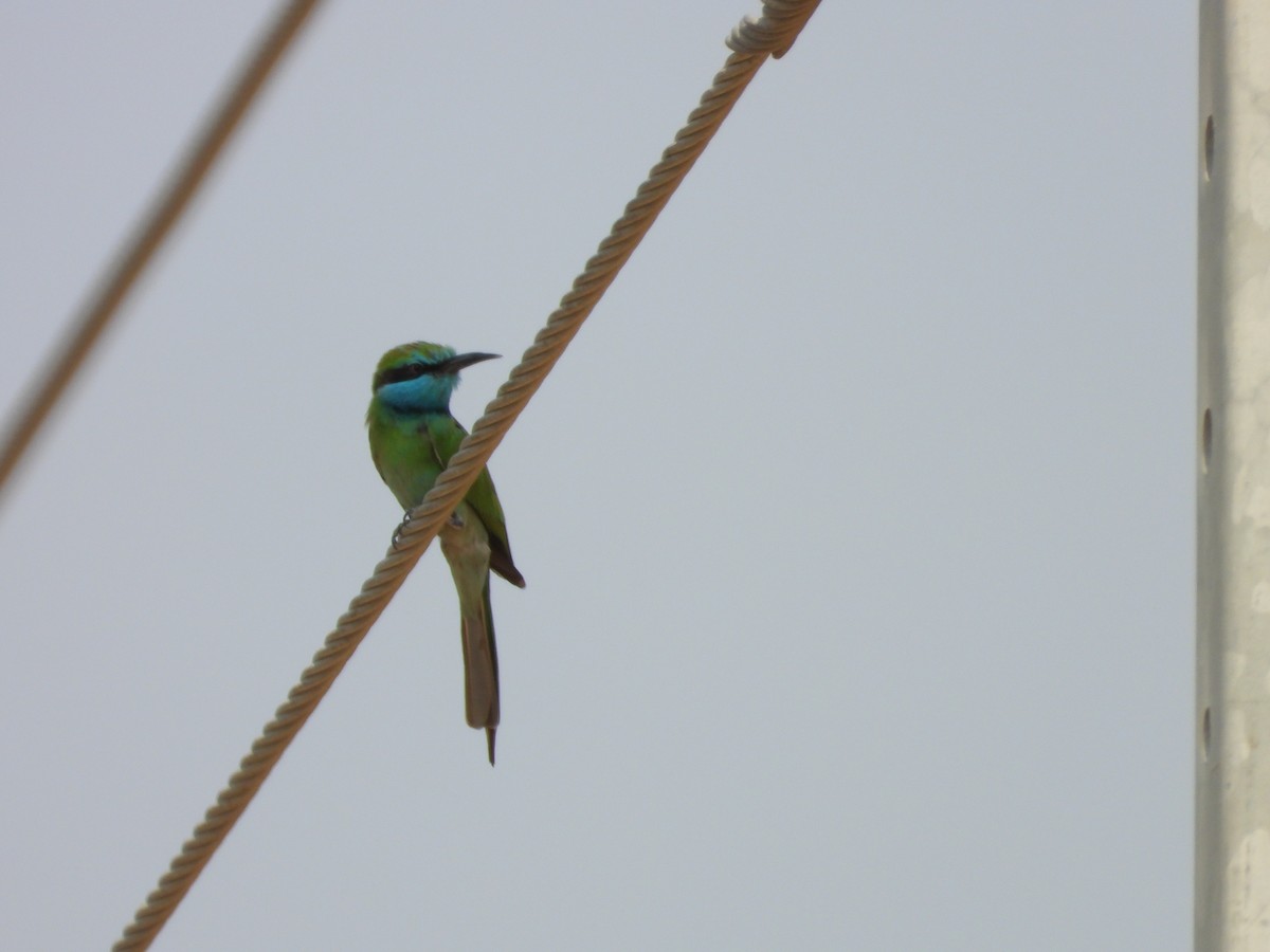 Arabian Green Bee-eater - ML645450625